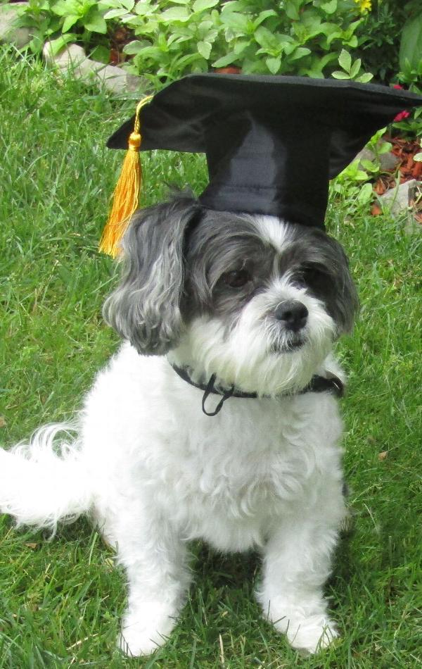 Custom Doctoral Graduation Cap for Dogs with Tassel