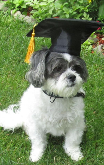 Custom Doctoral Graduation Cap for Dogs with Tassel