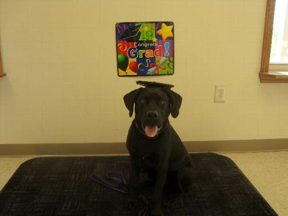 Custom Doctoral Graduation Cap for Dogs with Tassel